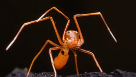 Ant-Like Crab Spider