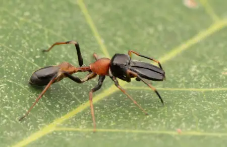 Bicolor Ant-Mimic Jumping Spider