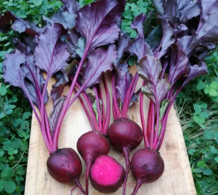 Bull’s Blood Beets