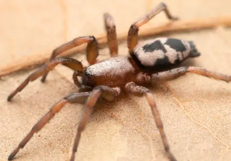 Common Patterned Ant-Mimic Ground Spider