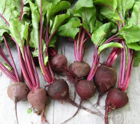 Crosby Egyptian Beets