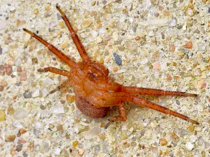 Deadly Ground Crab Spider