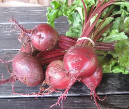 Early Wonder Tall Top Beets