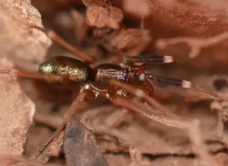 Greater Ant-Mimic Spider