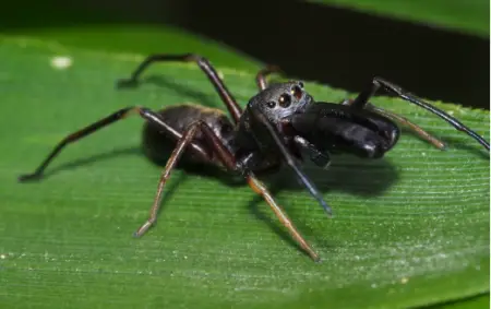 Japanese Ant-Mimic Spider