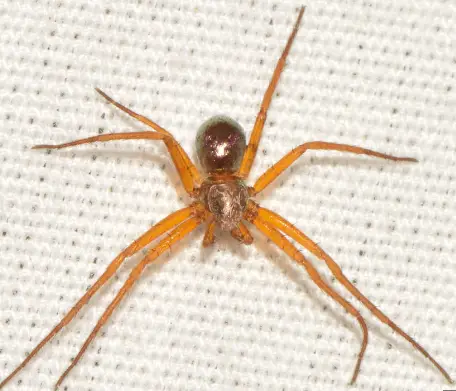 20 Spiders That Look Like Crabs (But They Aren’t) - Own Yard Life