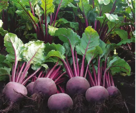 Moulin Rouge Beets