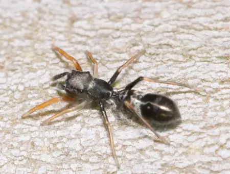 Mourning Ant-Mimic Spider