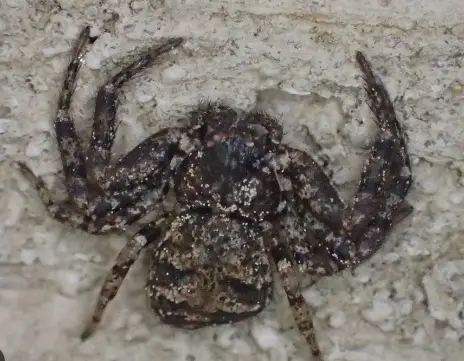 20 Spiders That Look Like Crabs (But They Aren’t) - Own Yard Life