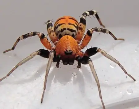 Orange Ant-Mimic Sac Spider