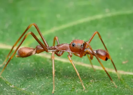 Red Weaver Ant-Mimicking Spider