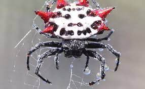20 Spiders That Look Like Crabs (But They Aren’t)