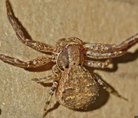 20 Spiders That Look Like Crabs (But They Aren’t) - Own Yard Life