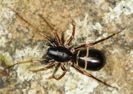 Two-Banded Ant-Mimic Sac Spider