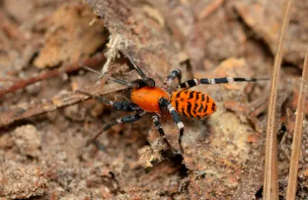 Variegated Ant-Mimic Sac Spider