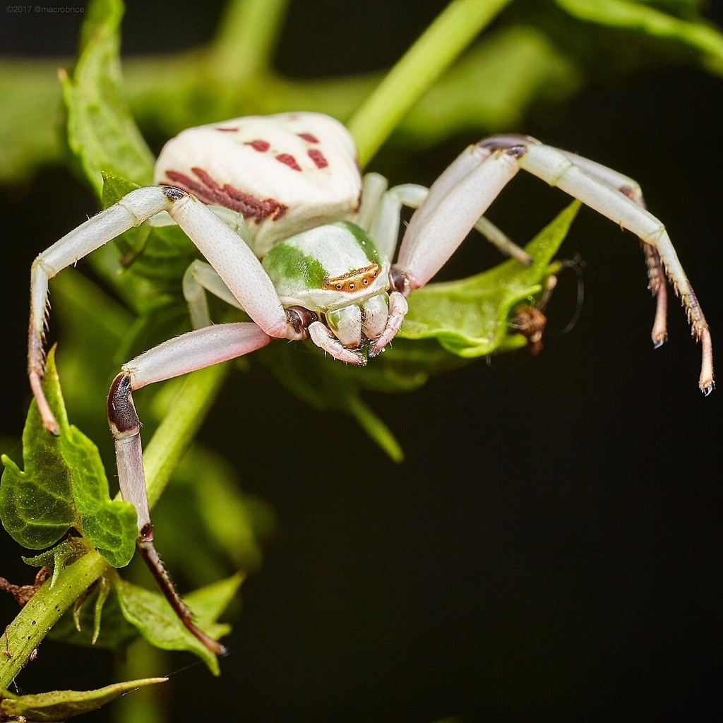 20 Spiders That Look Like Crabs (But They Aren’t) - Own Yard Life