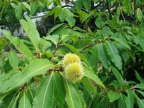 American Chestnut Tree (Castanea dentata)