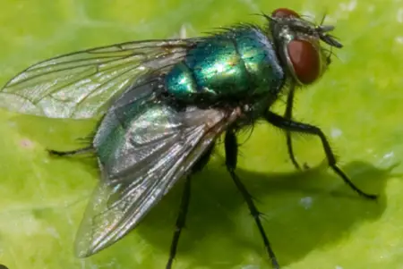 Blowfly (Calliphoridae spp.)