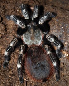 18 Most Aggressive Tarantulas (With Pictures)