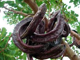 Different Types of Trees with Long Seed Pods