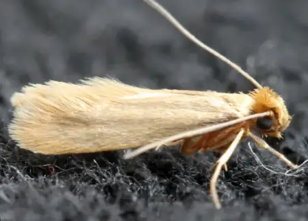 Clothes Moths (Tineola bisselliella)