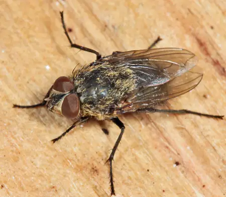 Cluster Fly (Pollenia rudis)