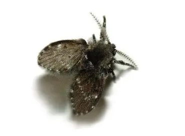 Drain Fly (Psychodidae spp.)