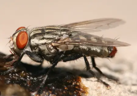 Flesh Flies (Sarcophagidae spp.)