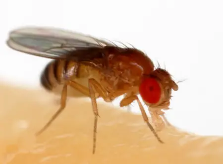 Fruit Flies (Drosophila spp.)