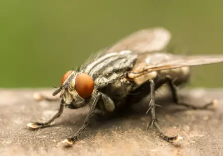 Housefly (Musca domestica)