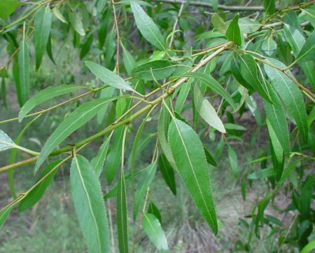 Types of Tree Leaves (With Pictures and Characteristics) - Own Yard Life