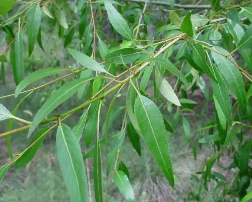 Lanceolate Tree Leaves