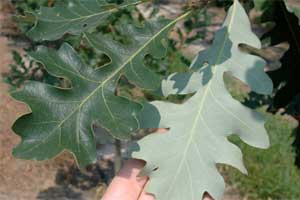 Types of Tree Leaves (With Pictures and Characteristics)