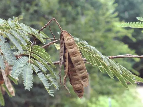 Trees With Long Seed Pods