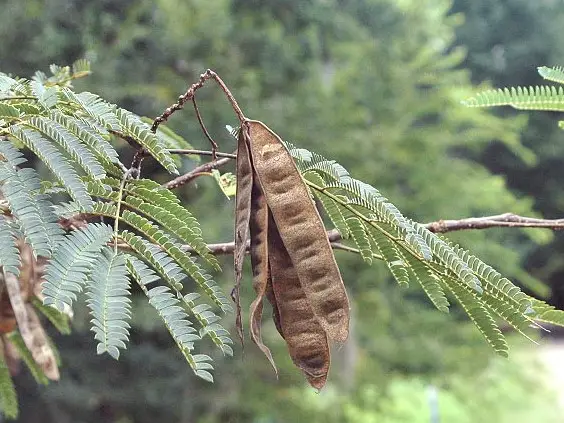 19 Types of Trees With Long Seed Pods (With Pictures) - Own Yard Life