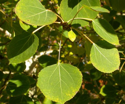 Orbicular Tree Leaves
