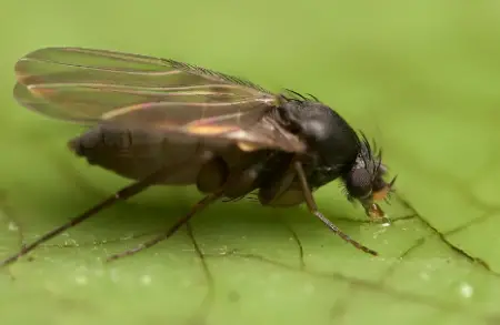 Phorid Fly (Phoridae spp.)