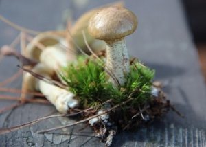 Different Types of Edible Mushrooms For Cooking