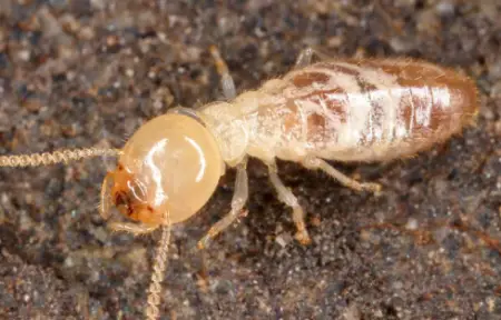 Termites (Isoptera)