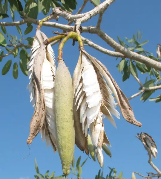 Trees With Long Seed Pods