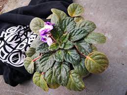  African Violet Leaves Turning Yellow (Causes & Solutions)