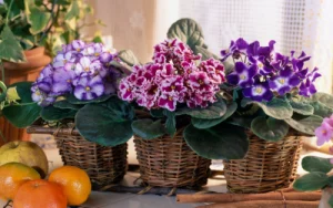 how often to water african violets indoors