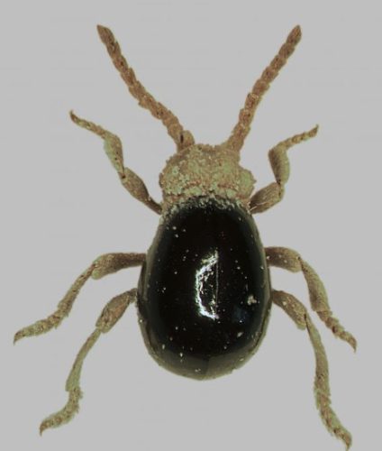 American Spider Beetle (Mezium americanum)
