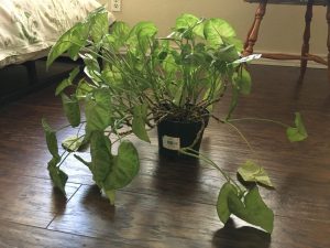 Arrowhead Plant Drooping (Causes & Solutions)