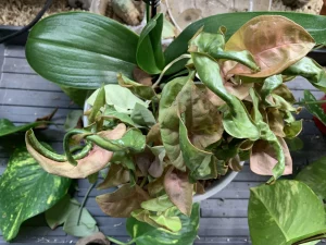 Arrowhead Plant Leaves Curling (Causes & Solutions)