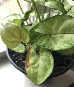 Arrowhead Plant Leaves Turning Brown (Causes & Solutions)