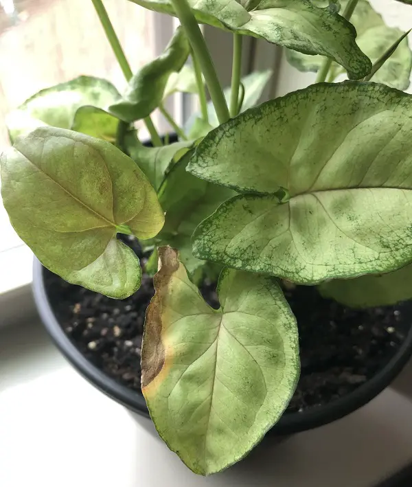Arrowhead Plant Leaves Turning Brown (Causes & Solutions) Own Yard Life