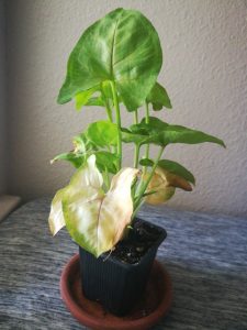 Arrowhead Plant Leaves Turning White (Causes & Solutions)