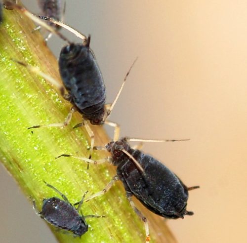 Black Aphids (Aphis fabae)