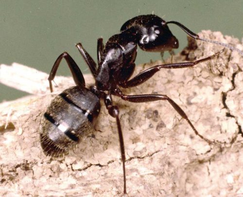 Black Carpenter Ants (Camponotus)